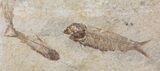 Fossil Fish (Knightia) Multiple Plate- Wyoming #111235-2